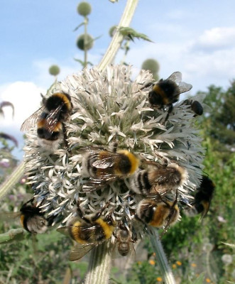 07210002_eEchinops_sphaerocephalus.JPG