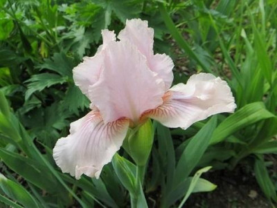 Pink_Kitten_1.jpg