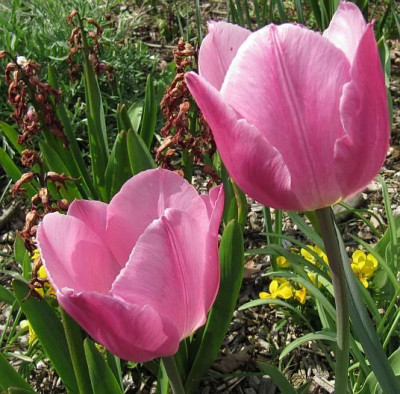 IMG_0939_Tulpe_in_rosa-.jpg