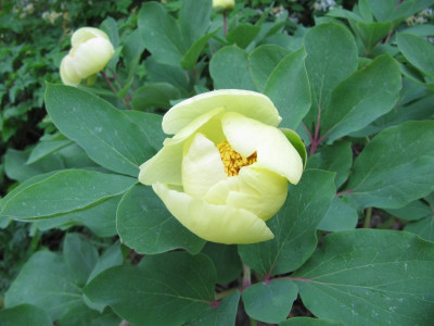 Paonia_mlokosewitchii_140424.jpg
