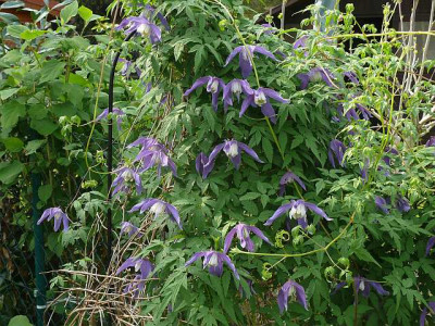 clematis_frances_rivis_2014-04-24_936_80k.jpg