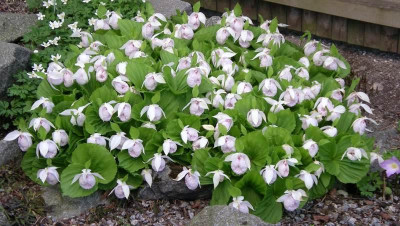 comp_Cypripedium_formosanum_25.04.14.jpg
