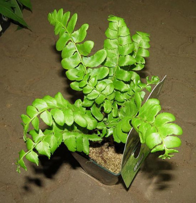 IMG_3314_Polystichum_spec..jpg