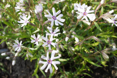 Phlox_s._Petticoat.jpg