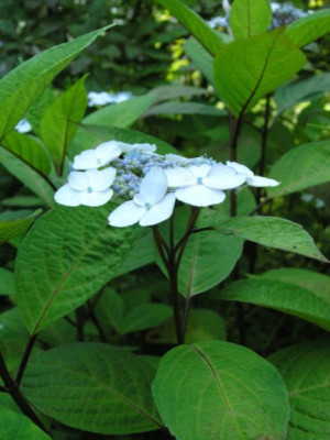 Hydrangea_serrata_Ramis_Pictis.jpg