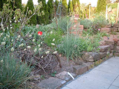sesleria_nitida_am_senksitz.JPG