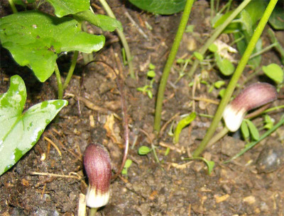 unbekannt-Arum-250414.jpg