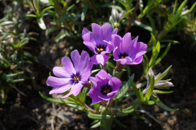 Purple_Beauty.jpg