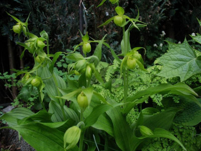 Cypripedium_henryi__..._26.4.14_011.jpg