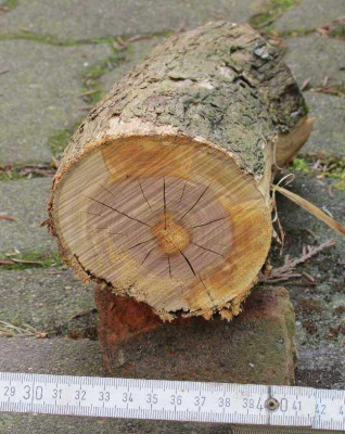 FliederAstKlein.jpg