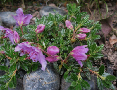 Rhododendron_calostrotum_ssp._keleticum_...___27.4.14_045.jpg