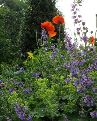 Gartenszene_Papaver_.jpg