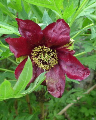 Paeonia_delavayi_1_fars_2014.jpg