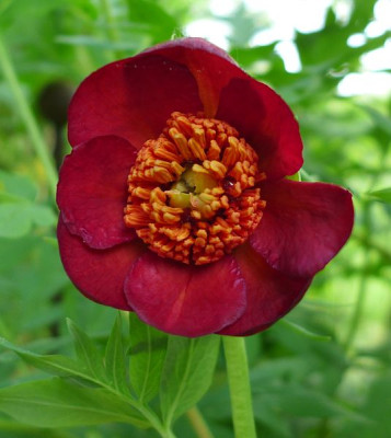 Paeonia_delavayi_2_fars_2014.jpg