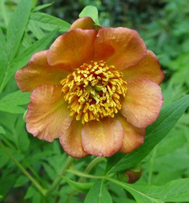 Paeonia_delavayi_3_fars_2014.jpg