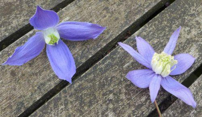 Clematis_alpina_fars_2014.jpg