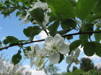Blute_Malus_sikkimensis_140426.jpg