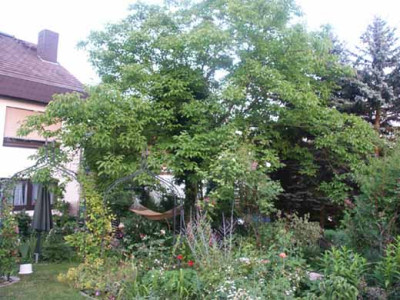Walnuss_Grosse.jpg