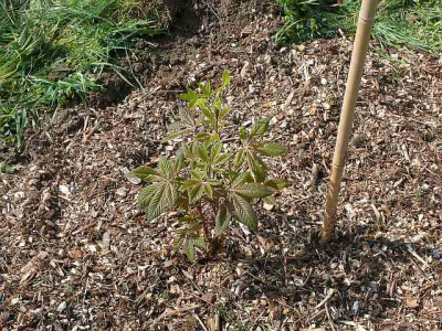 aesculus_pavia_80k.jpg