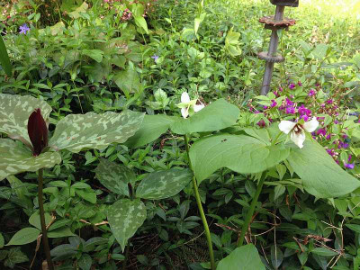 trillium_waldgarten20140519_zg1.jpg