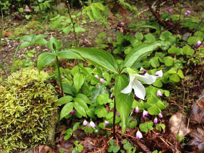 trillium_waldgarten20140519_zg2.jpg