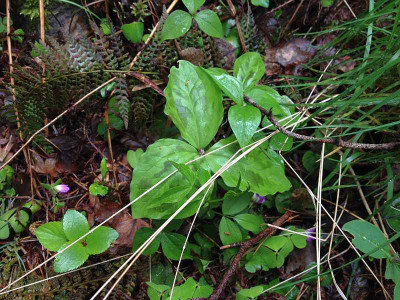 trillium_waldgarten20140519_zg3.jpg