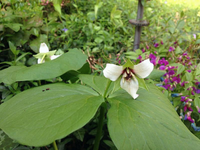 trillium_waldgarten20140519_zg4.jpg