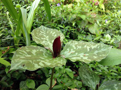 trillium_waldgarten20140519_zg5.jpg