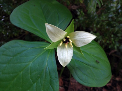 trillium_waldgarten20140519_zg6.jpg