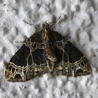 Schmetterling_fars_2014.jpg