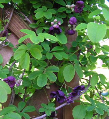 Akebia_quinata20140428_003_kl.jpg