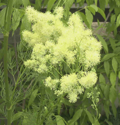 Thalictrum_lucidumRimg0824.JPG