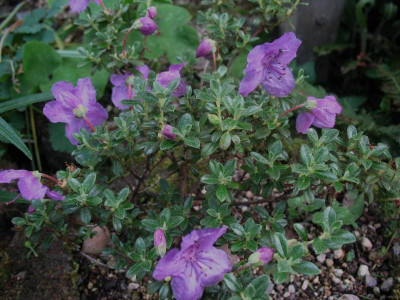 Rhododendron_Radistrotum__..._28.4.14_003.jpg