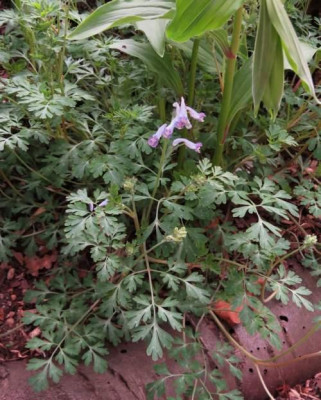 IMG_3323_Corydalis_spec..jpg
