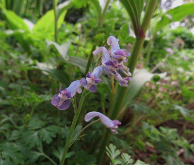 IMG_3320_Corydalis_spec._Bluten.jpg