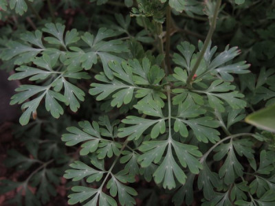 IMG_3318_Corydalis_spec._Blatt.jpg