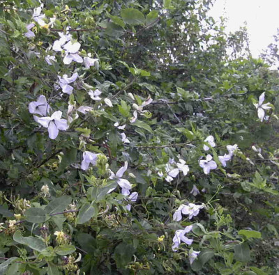 Clematis_viticella_Alba_LuxuriansRimg0777.JPG