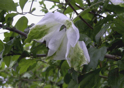 Clematis_viticella_Alba_LuxuriansRimg0709.JPG