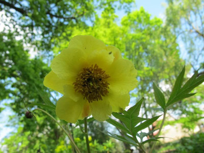 Paeonia_29.4.14_ue.jpg