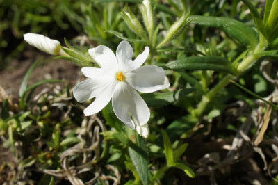 Calvidis_White.jpg