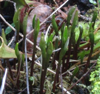 pogonia-2014.jpg