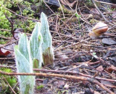Cypripedium_regia-schnecke-kl..jpg