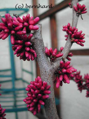 cercis_chinensis1.jpg