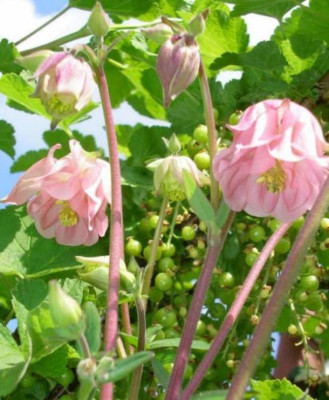 Nochne_Akelei_in_rosa_vor_der_Johannisbeere.jpg