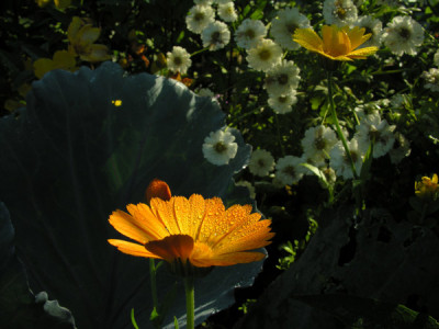 Ringelblume2.jpg