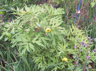 April_048_Paeonie_delavayi.jpg