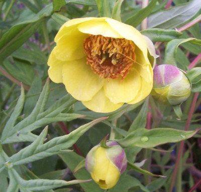 April_047_Paeonie_delavayi.jpg
