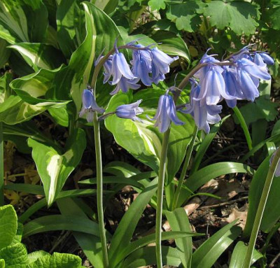 IMG_1080_Hyacinthoides_30-04-2014-.jpg