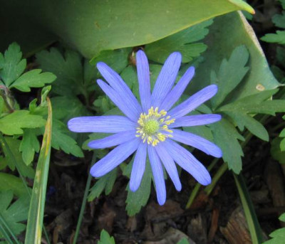 IMG_1090_Anemone_blanda_30-04-2014-.jpg
