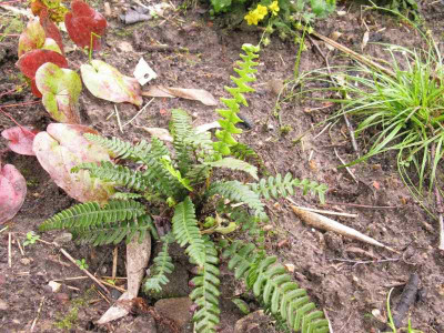 Blechnum_Kopie.jpg